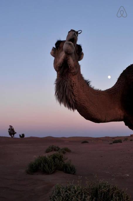 Riad De Rêve Zagora Buitenkant foto